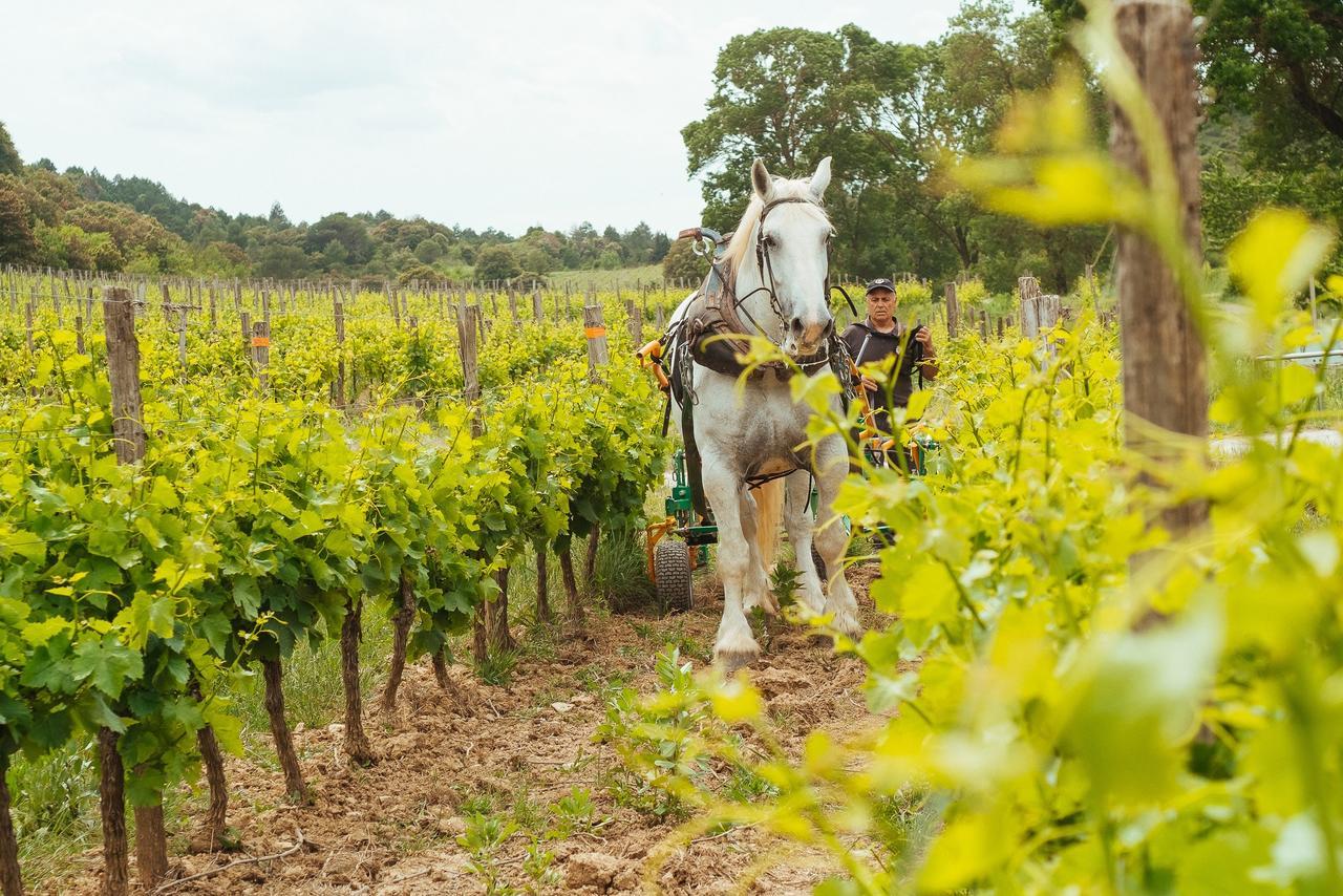 Domaine Calmel & Joseph Villa Montirat  Buitenkant foto